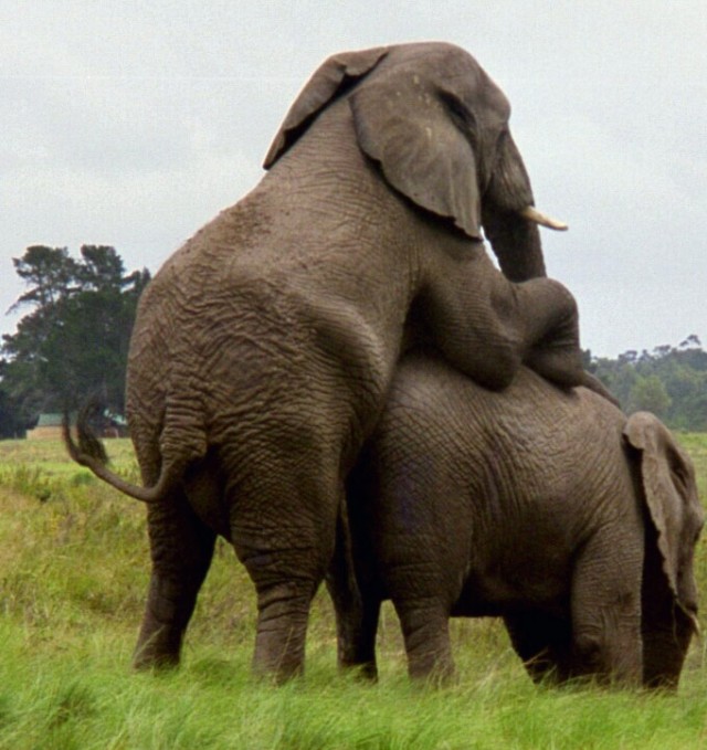elephant tattoo. Not only mating elephant like
